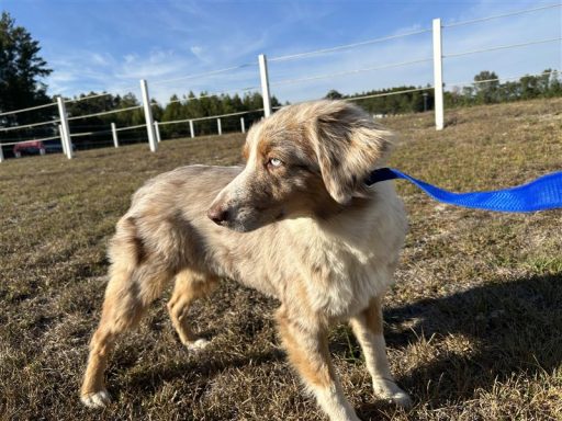 female australian shepherd mix