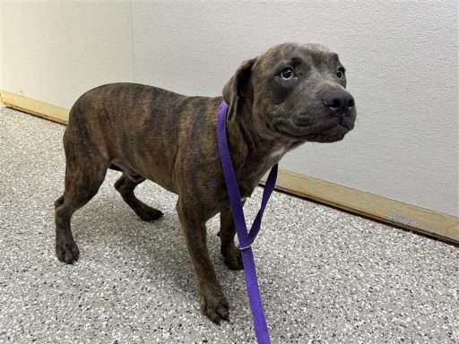 brindle young male dog