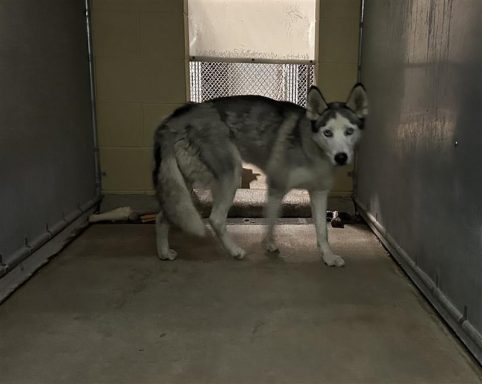 white female husky with some gray