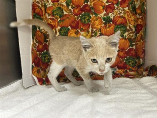 elly whit orange tabby