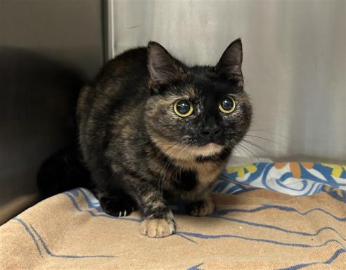 tortie cat in kennel