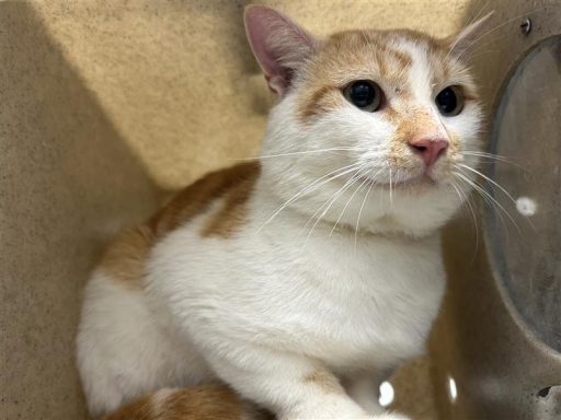 white orange tabby cat