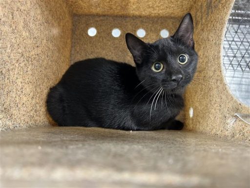 black white cat in kennel