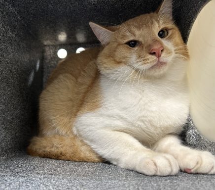 Orange and white cat looking at camera