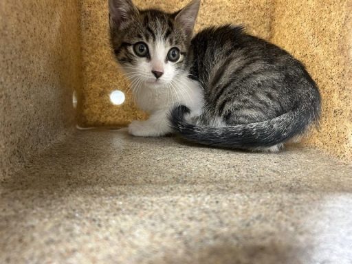 white gray tabby cat