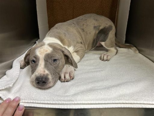 merle gray white female mixed breed pup