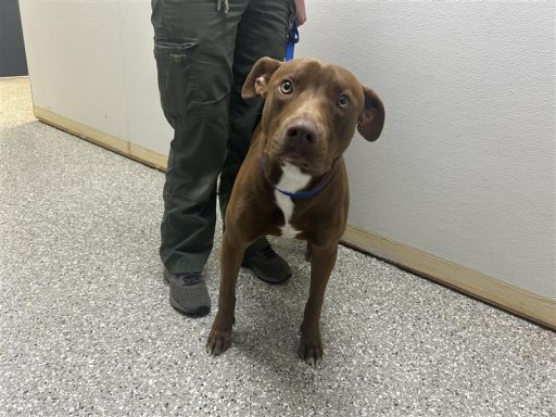 brown and white male mixedbreed dog