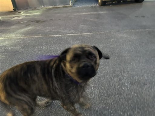 brindle color male mastif mix