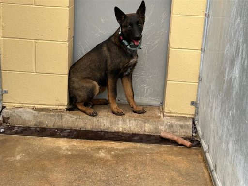 tan brown male shepherd mix