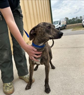brindle mixed breed dog