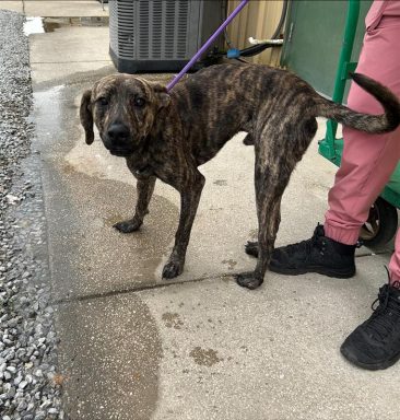 brindle male mixed dog