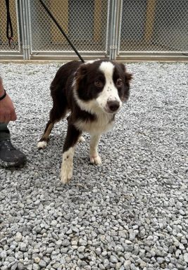 black and white collie