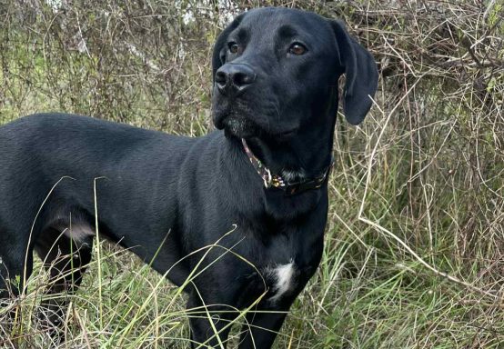 Black and white bicolor dog walking in grass
