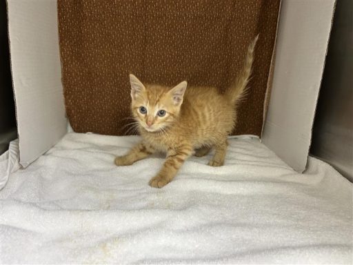 yellow tabby male kitten