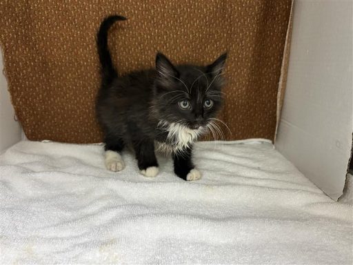 black and white kitten