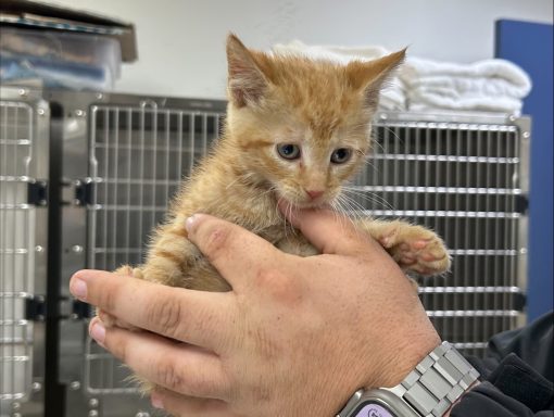Orange tabby kitten being held