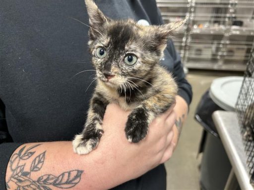 Black and orange tort