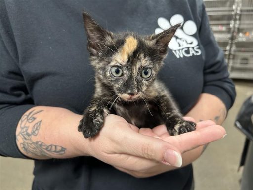 Black and orange tortie being held