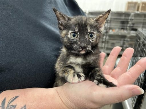 Black and orange tortoise shell kitten being held