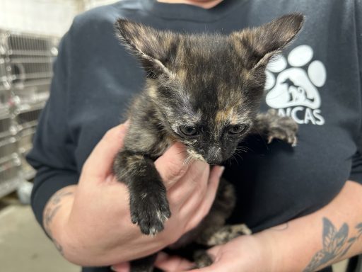Black and orange tortie cat being held