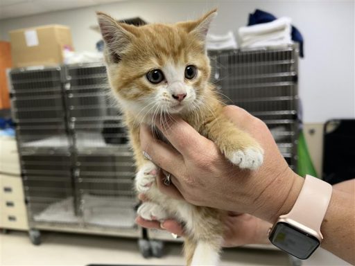 orange white male tabby kitten