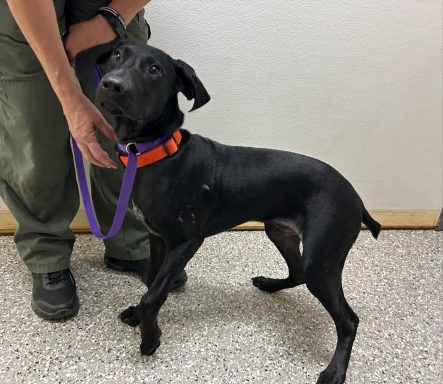 Black & white GSP dog looking at camera
