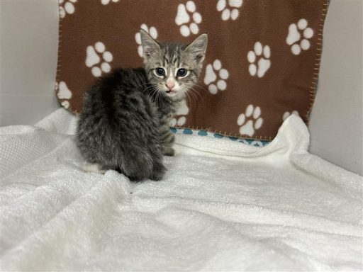gray white tabby kitten
