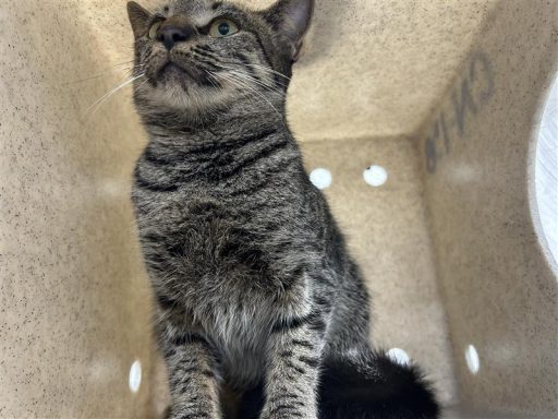 Grey and black tabby cat sitting in kennel