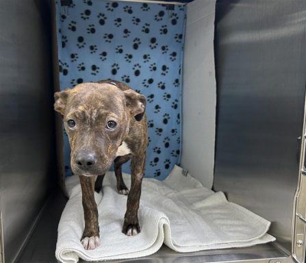 small brindle female puppy