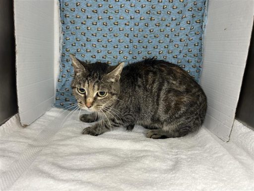 gray female tabby cat