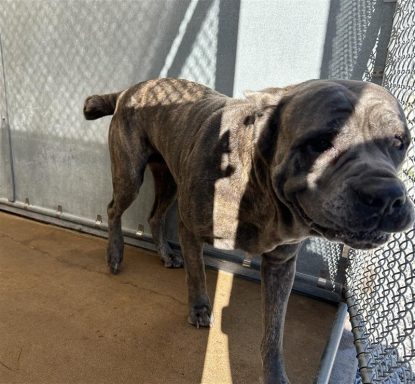 brindle female cane corso