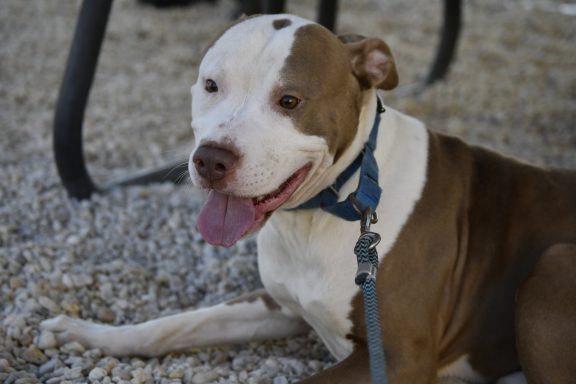 Brown and white mixed breed dog laying outside