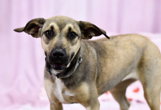 Fawn and black mixed bred dog walking on pink background
