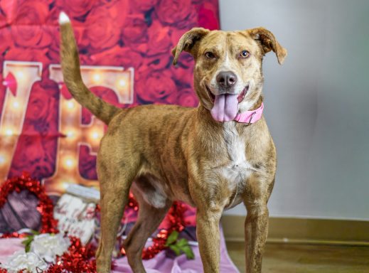 Tan and white brindle dog looking at camera