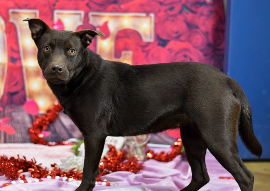Brown mixed breed dog walking on valentines backdrop