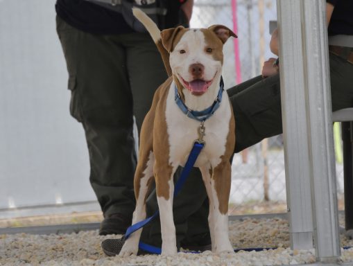 Brown and white mixed breed dog looking at camera