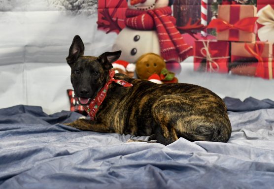 Black and tan brindle mixed breed dog laying in christmas backdrop