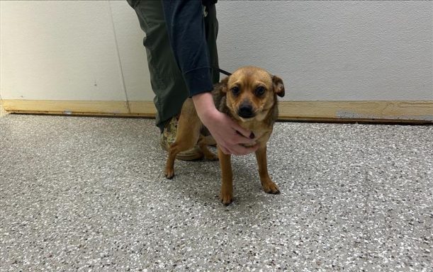 brown female chihuahua