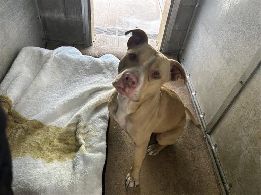 an white male bulldog