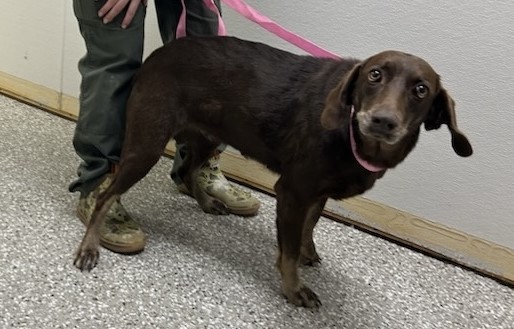 Brown and tan mixed breed dog standing in hallway