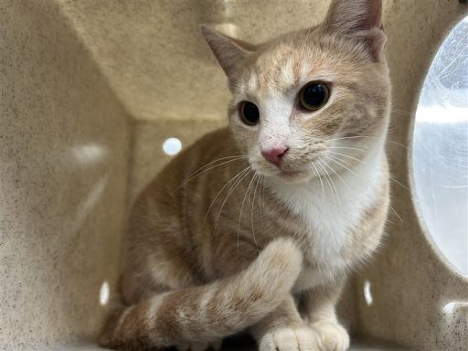 orange white tabby cat