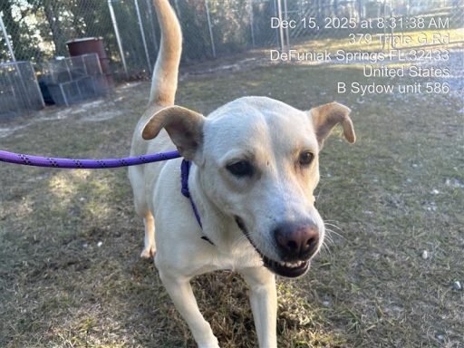 white creme color female lab mix