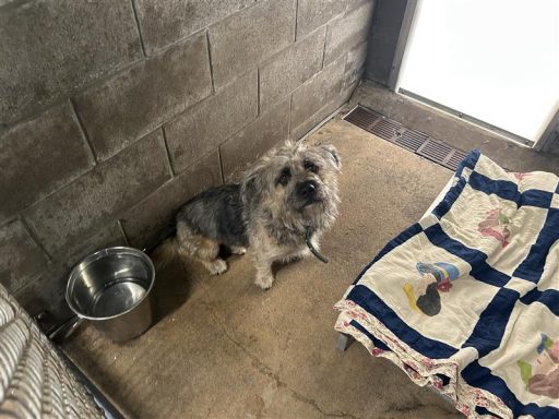 black white mixed breed female dog