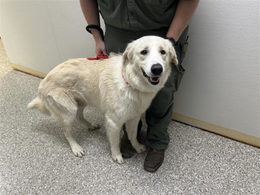 white male pyrenees