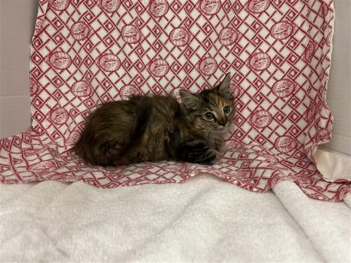 long hair calico cat