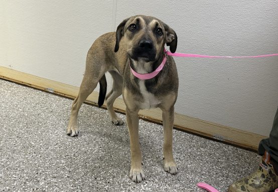 Tan and black tricxolor shepherd mixed breed dog standing in hallway