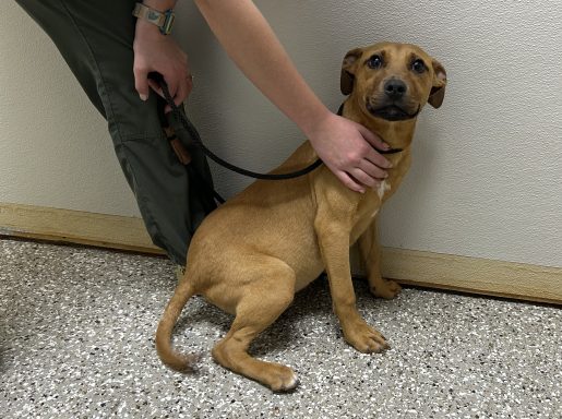 Tan and black mixed breed puppy sitting in hallway