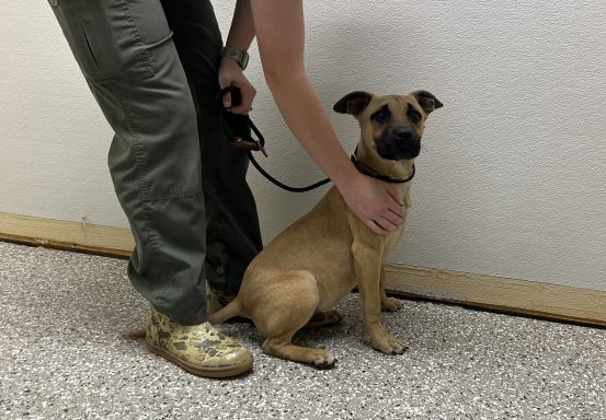 Tan and black puppy sitting in hallway