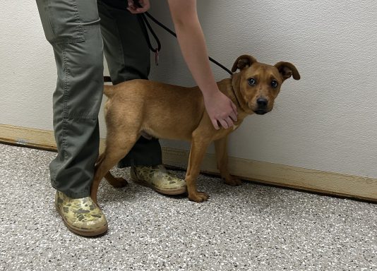 Tan and black mixed breed puppy standing in hallway