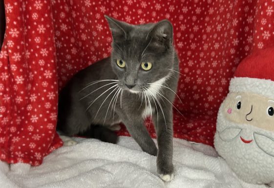 Grey and white cat sitting in blanket